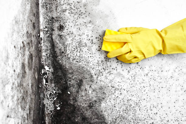 Best Attic Mold Removal  in York, AL