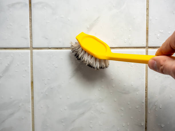 Reliable York, AL Mold Removal Solutions