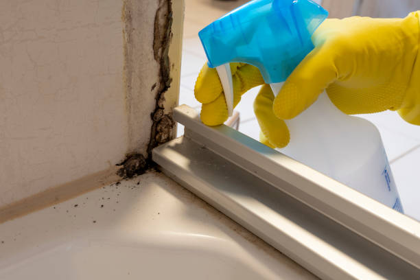 Trusted York, AL Mold Removal Experts