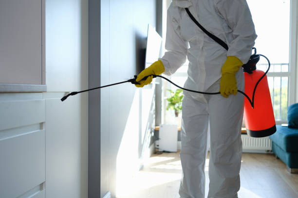 Trusted York, AL Mold Removal Experts