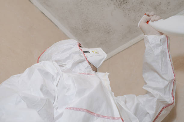 Best Mold Testing  in York, AL