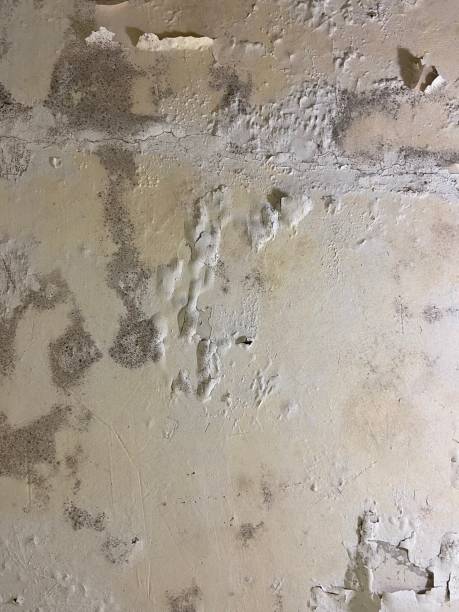 Best Mold Remediation  in York, AL