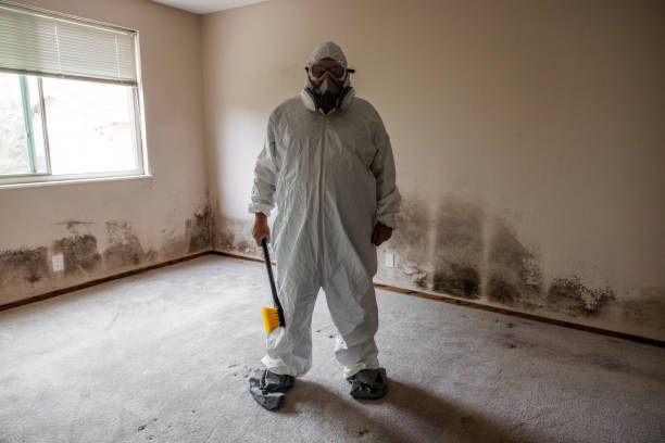Best Mold Damage Repair  in York, AL