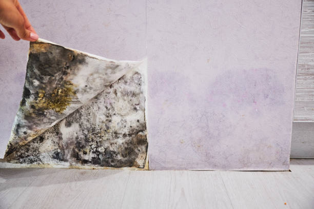 Best Certified Mold Removal  in York, AL